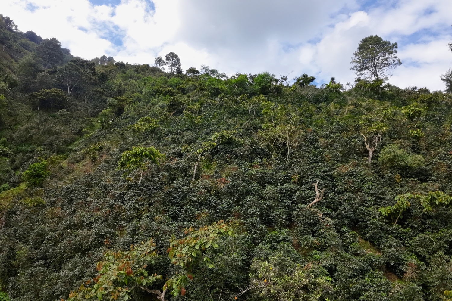 Guatemala SHB Huehuetenango El Sabino EP