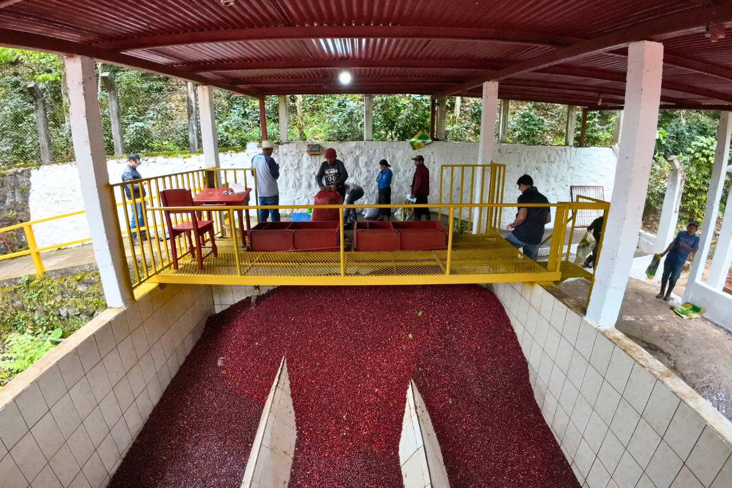Guatemala SHB Huehuetenango El Panal Natural (GP)