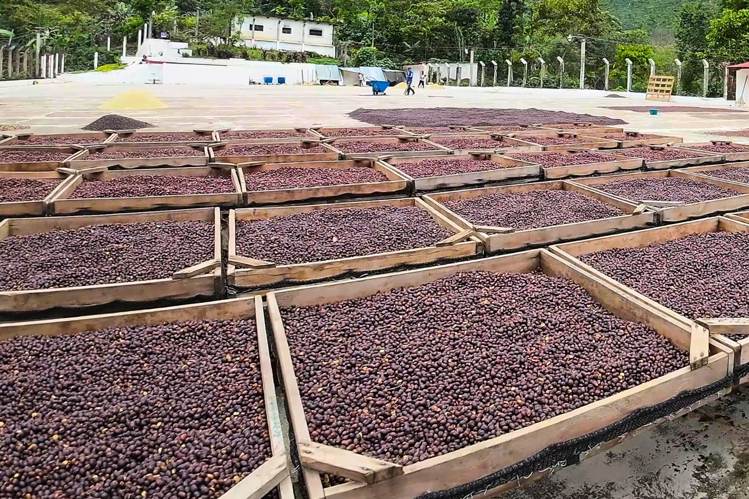 Guatemala SHB Huehuetenango El Panal Natural (GP)