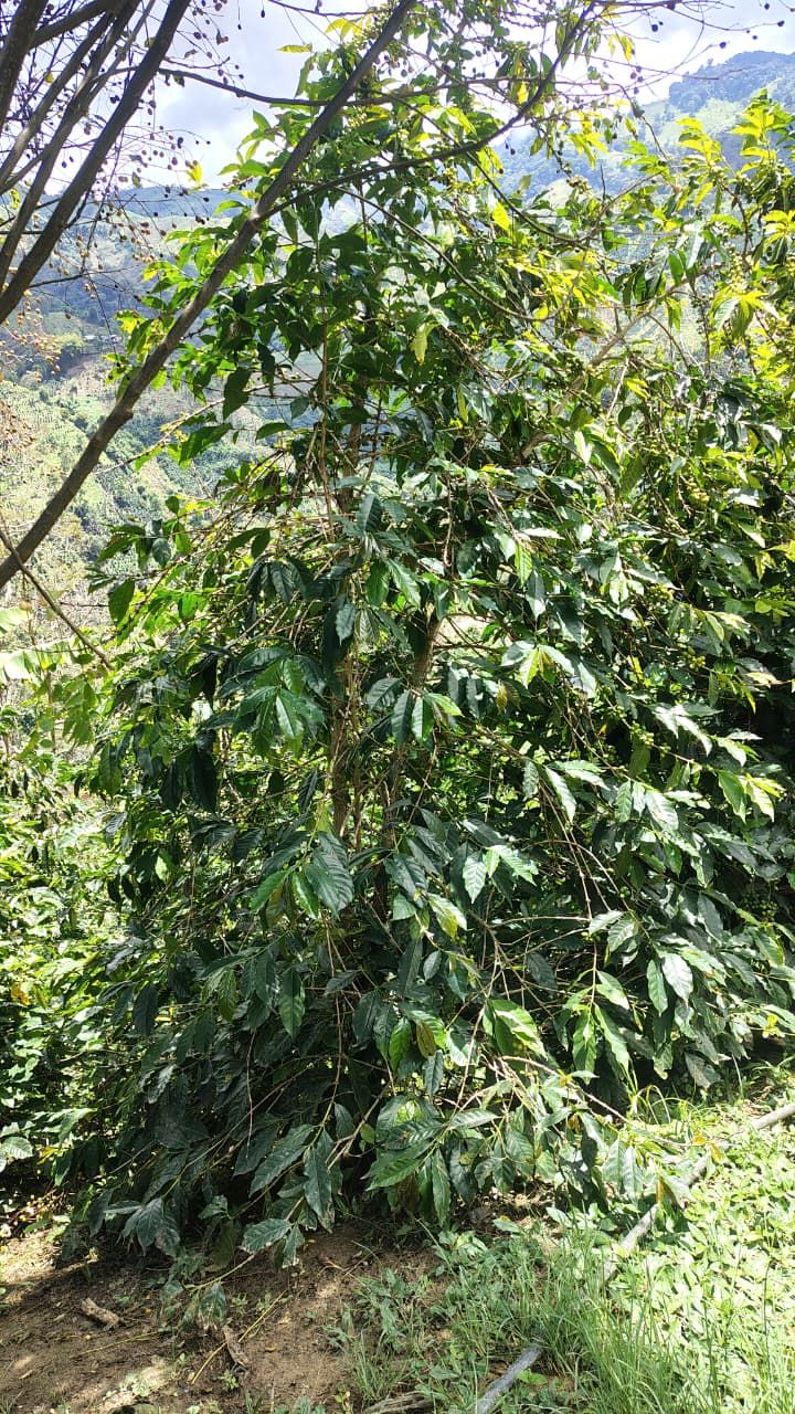 Colombia Huila Santa Maria- Pink Bourbon Washed- Yoher Bustos (GP)