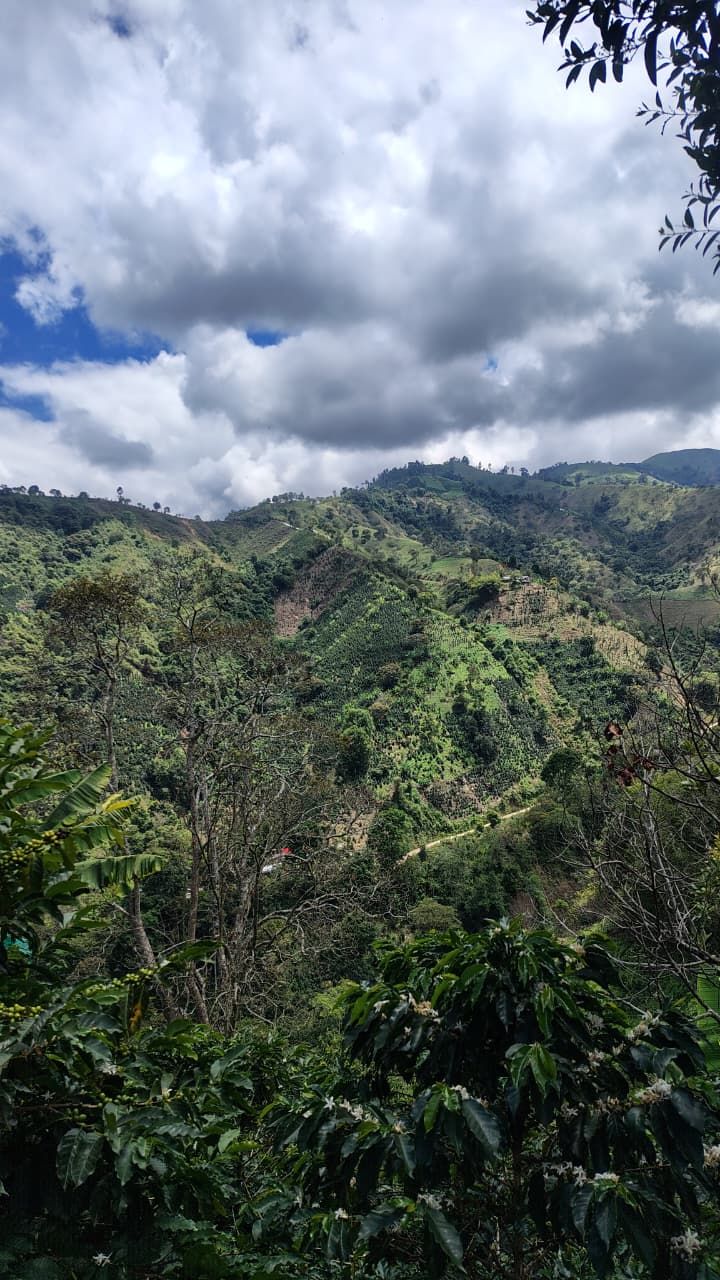 Colombia Huila Santa Maria- Pink Bourbon Washed- Yoher Bustos (GP)