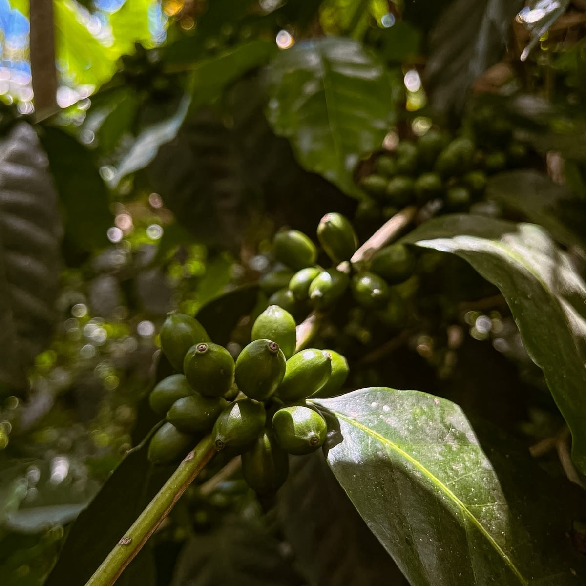 Organic Honduras Grasia Maria Peñalba - Washed - Micro Lot (GP)