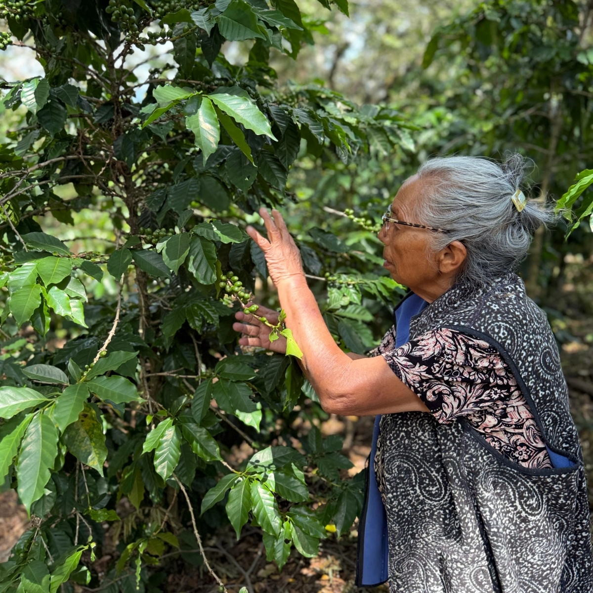 Organic Honduras Isaura Martinez - Washed - Micro Lot (GP)