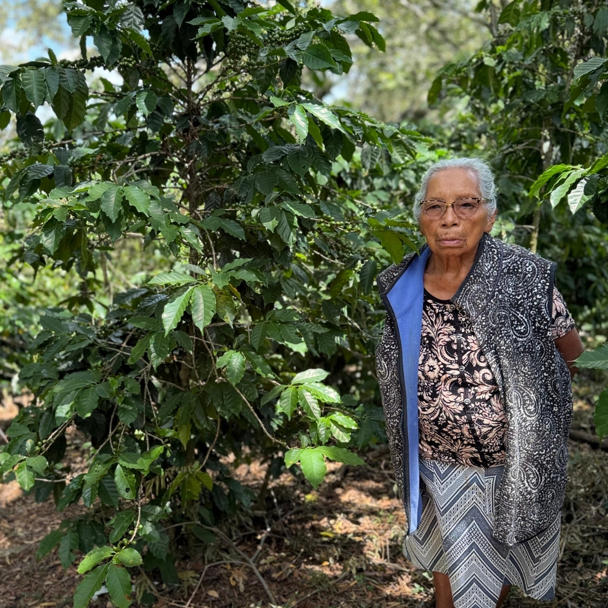 Organic Honduras Isaura Martinez - Washed - Micro Lot (GP)