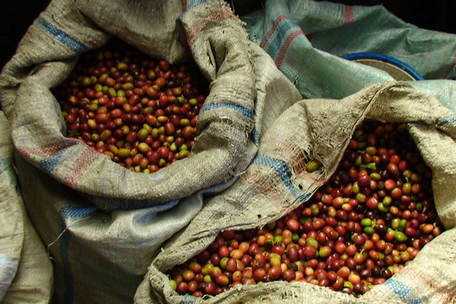Organic Sumatra Takengon GR1 DP PT IKA - Fair Trade USA