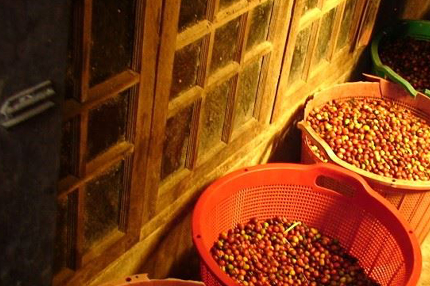 Organic Sumatra Takengon GR1 DP PT IKA - Fair Trade USA