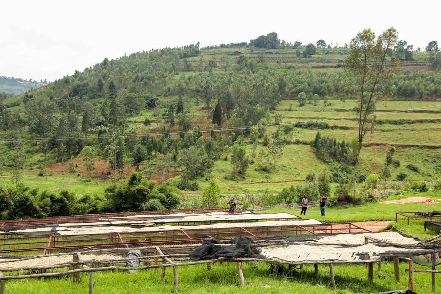 Organic Rwanda Womens Coffee Extension “Kawa Yacu” Natural (GP)