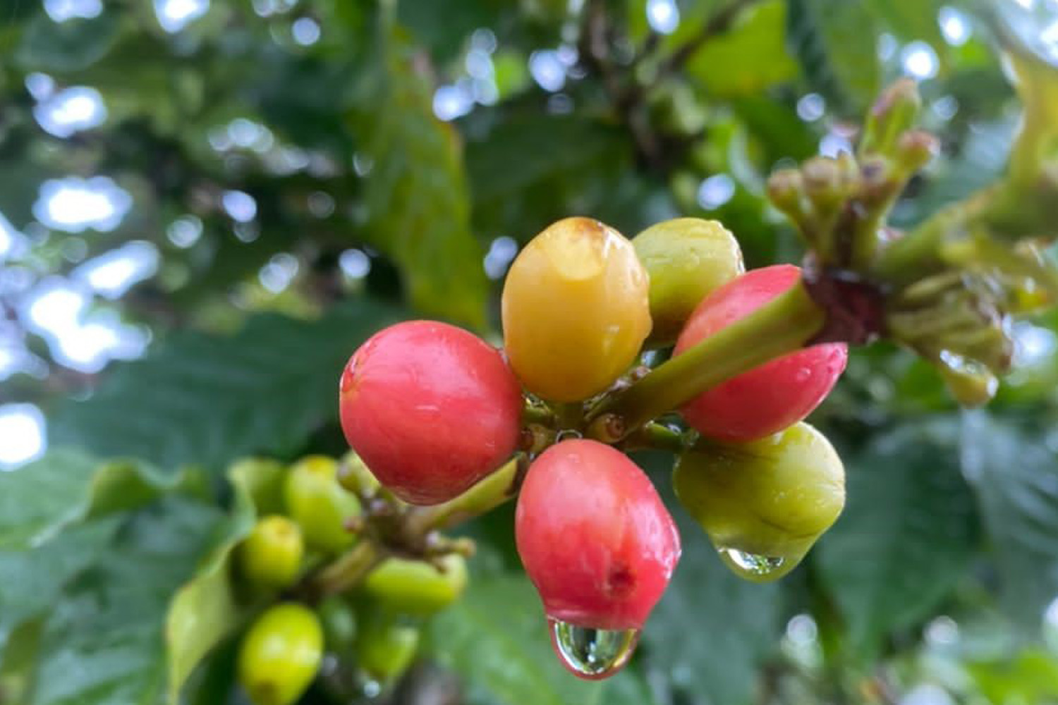 Organic Rwanda Womens Coffee Extension “Kawa Yacu” Natural (GP)