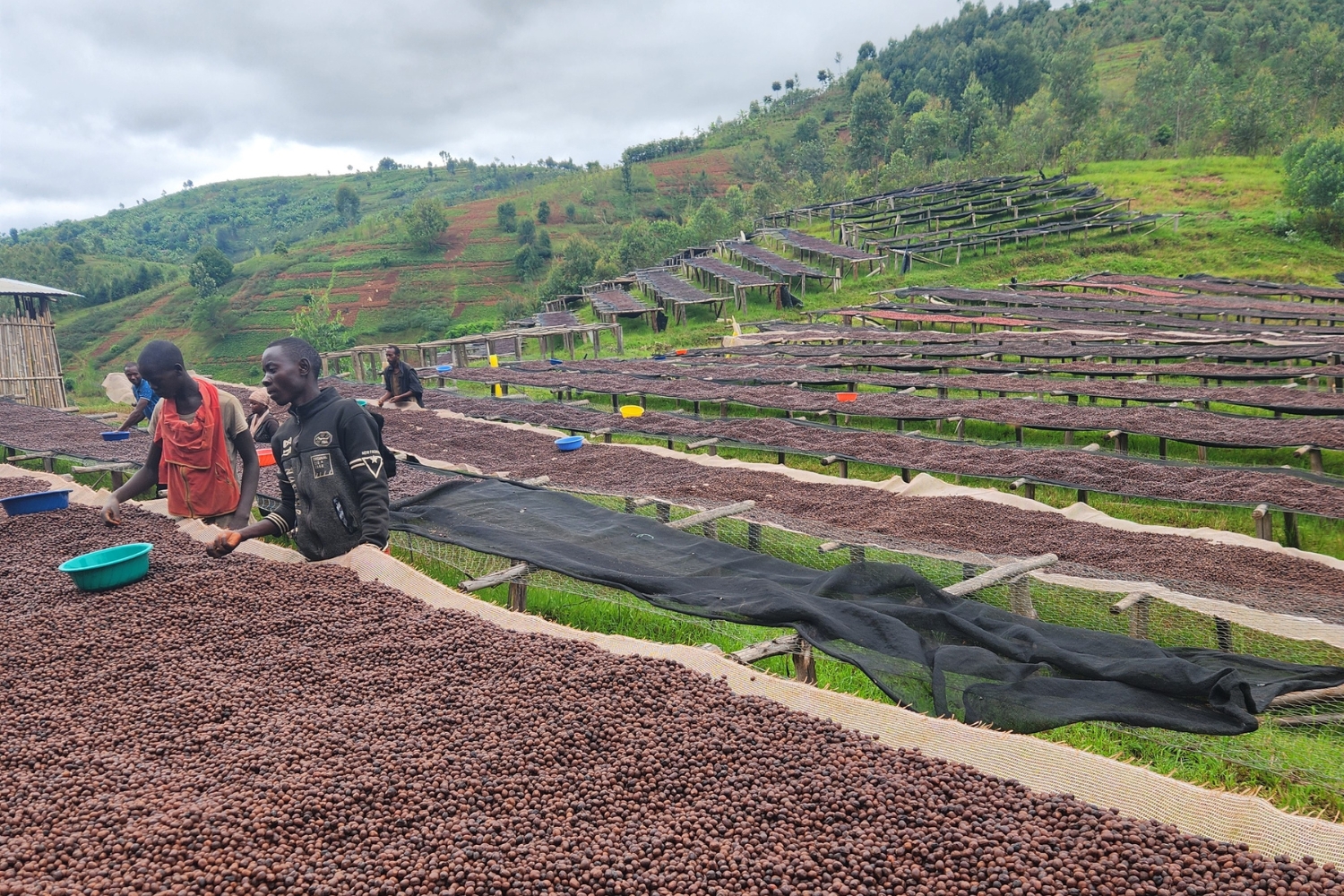 Burundi Kayanza Rumanda Natural (E)