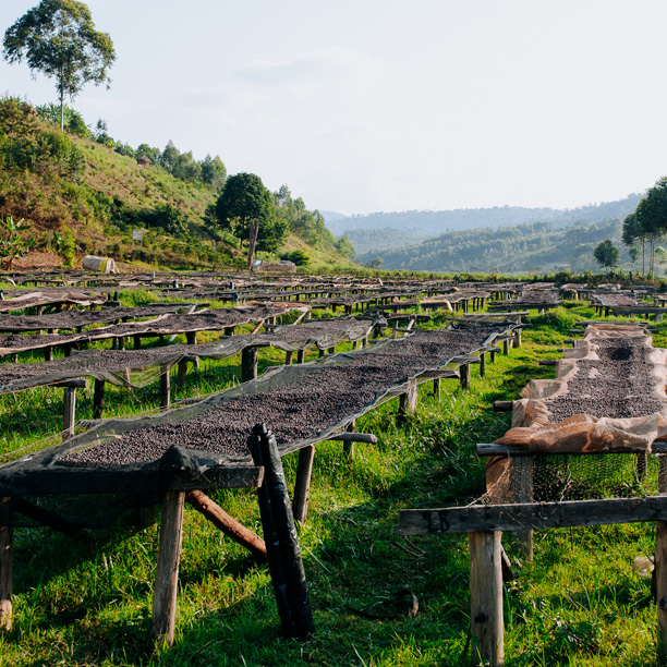 Burundi Kayanza Rumanda Anaerobic Natural (E)