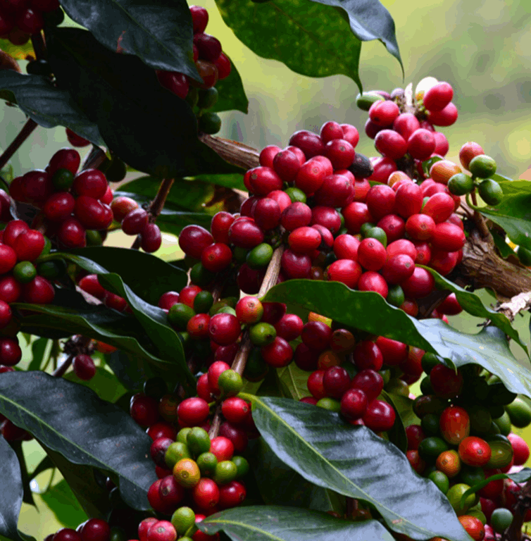 Organic Peru Chanchamayo E/P